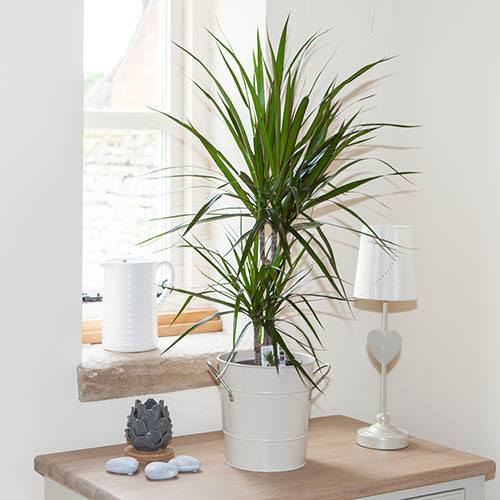 Dracaena marginata Dracaena marginata