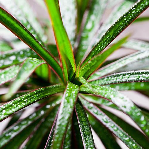 Dracaena marginata Dracaena marginata