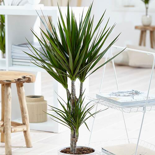 Dracaena marginata Dracaena marginata