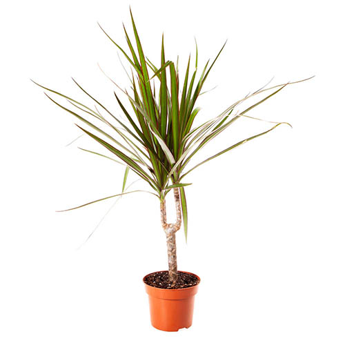Dracaena marginata Dracaena marginata