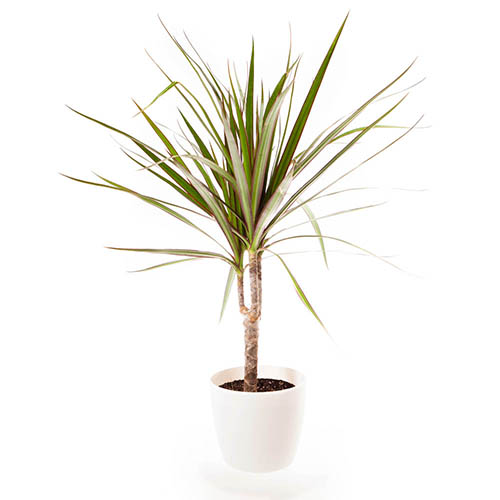 Dracaena marginata Dracaena marginata