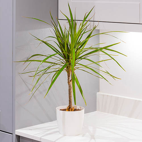 Dracaena marginata Dracaena marginata