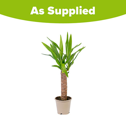 Yucca elephantipes with 1 Stem