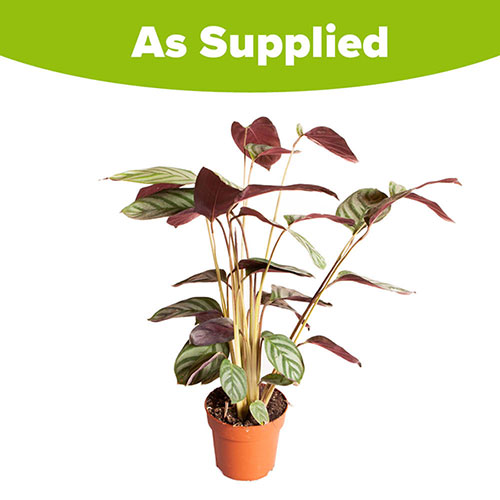 Ctenanthe burle-marxii