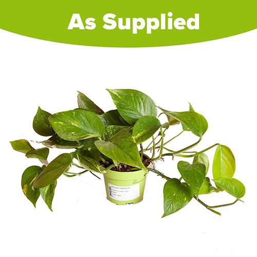 Epipremnum pinnatum aureum