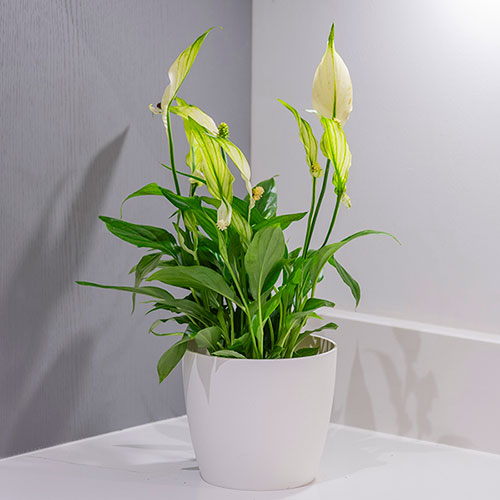 Spathiphyllum Cupido - Pianta Da Interno 'Foglia Singola' In Vaso 17cm, Altezza 50-60cm
