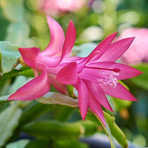 Multicoloured Christmas Cactus
