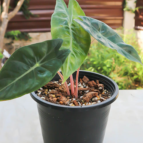 Alocasia Pink Dragon Alocasia Pink Dragon
