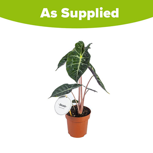 Alocasia Pink Dragon