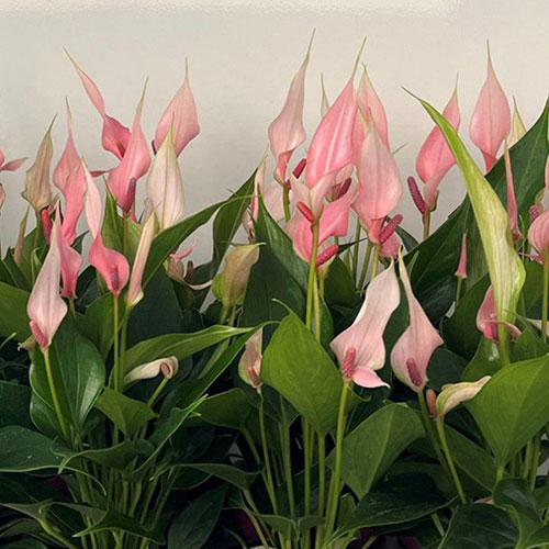 Anthurium Lilli Anthurium Lilli