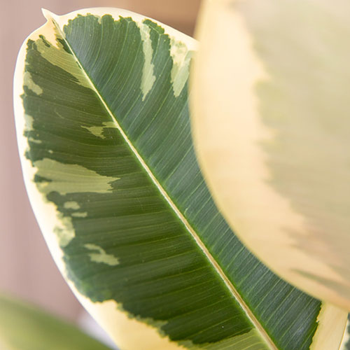 Variegated Rubber Plant Tineke Variegated Rubber Plant Tineke