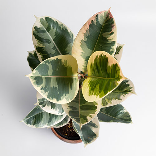 Variegated Rubber Plant Tineke Variegated Rubber Plant Tineke