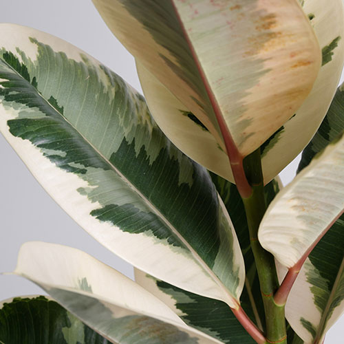 Variegated Rubber Plant Tineke Variegated Rubber Plant Tineke