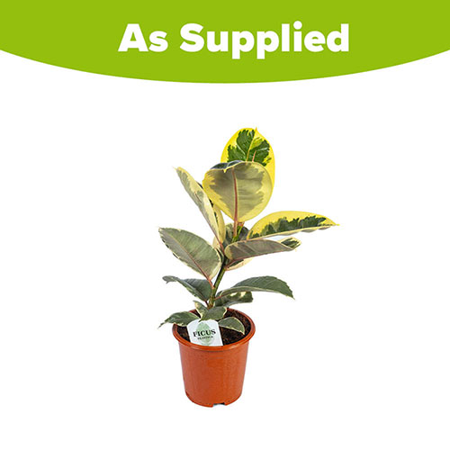 Variegated Rubber Plant Tineke