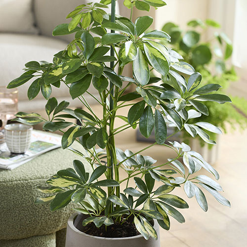 Schefflera Gold Capella Umbrella Tree Schefflera Gold Capella Umbrella Tree