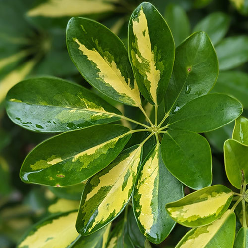 Schefflera Gold Capella Umbrella Tree Schefflera Gold Capella Umbrella Tree