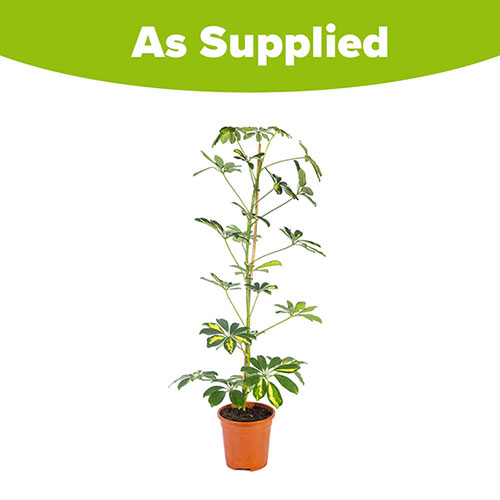 Schefflera Gold Capella Umbrella Tree