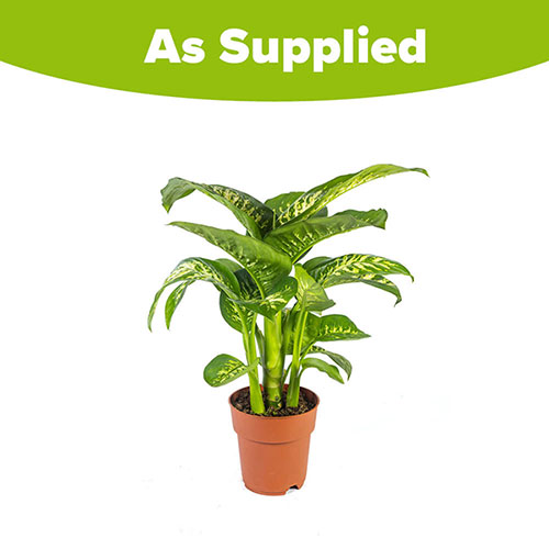 Dieffenbachia Tropic Snow