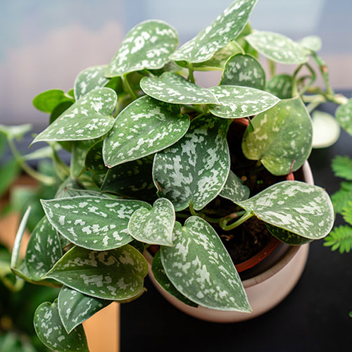Satin Pothos Satin Pothos