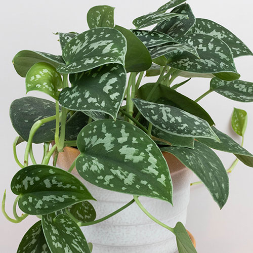 Satin Pothos Satin Pothos
