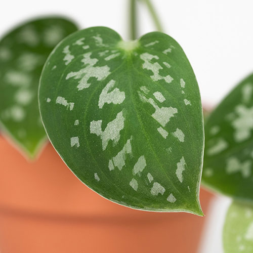 Satin Pothos Satin Pothos