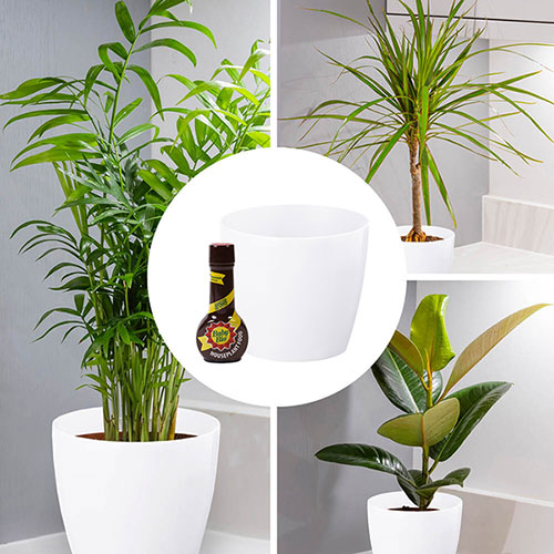 Houseplant Collection with Pots and Baby Bio Feed