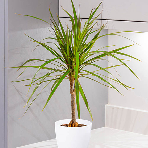 Houseplant Collection with Pots and Baby Bio Feed