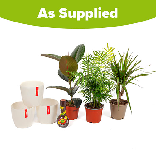 Houseplant Collection with Pots and Baby Bio Feed Houseplant Collection with Pots and Baby Bio Feed