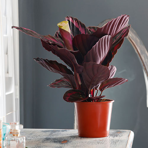 Calathea Surprise Star Calathea Surprise Star