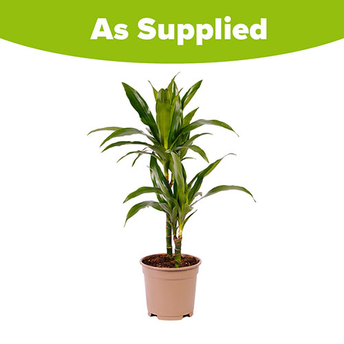 Dracaena deremensis Janet Craig 2 Stem Dracaena deremensis Janet Craig 2 Stem