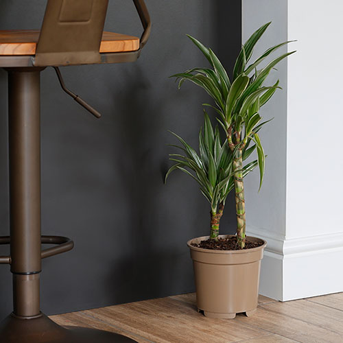 Dracaena deremensis Warneckii 2 Stem Dracaena deremensis Warneckii 2 Stem