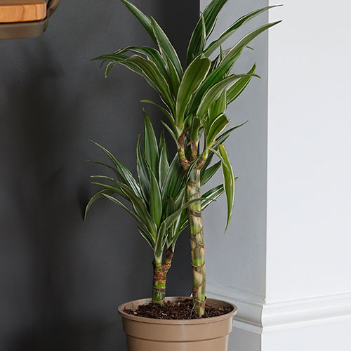 Dracaena deremensis Warneckii 2 Stem Dracaena deremensis Warneckii 2 Stem