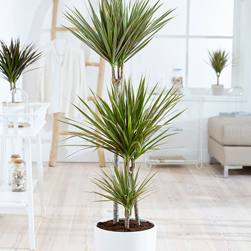 Dracaena Bicolor 3 Stem