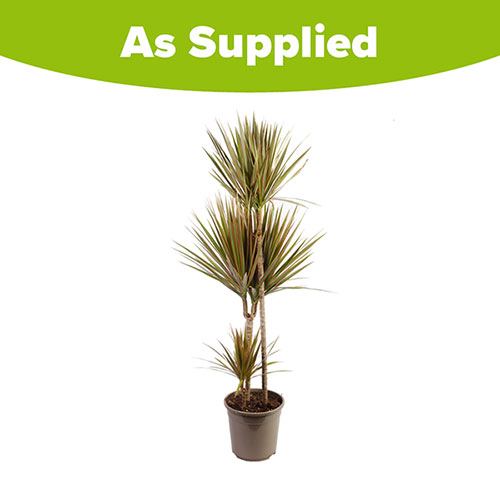 Dracaena Bicolor 3 Stem