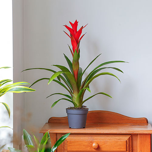 Guzmania Ostara