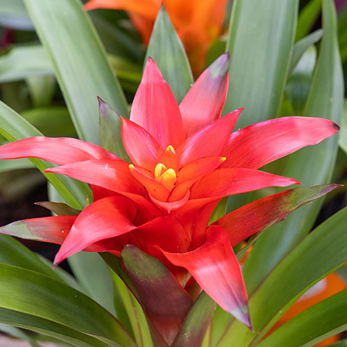 Guzmania Ostara