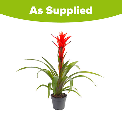 Guzmania Ostara