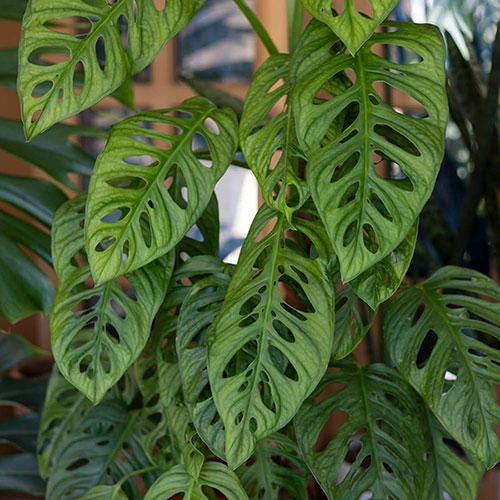 Monstera adansonii