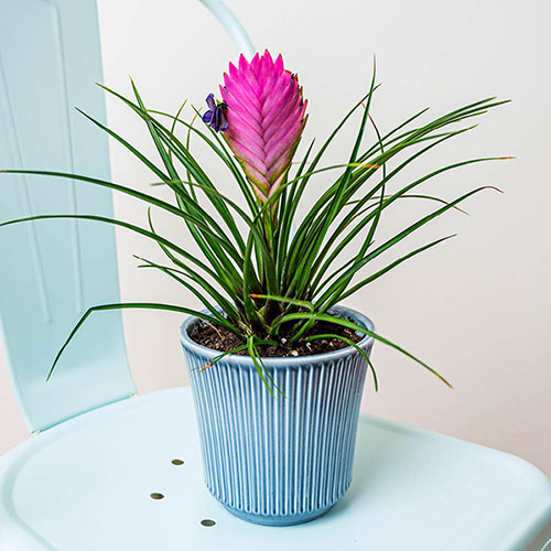 Tillandsia cyanea Vincent