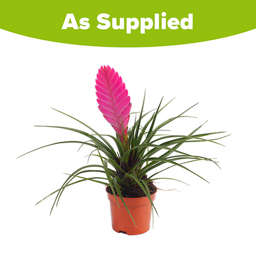 Tillandsia cyanea Vincent