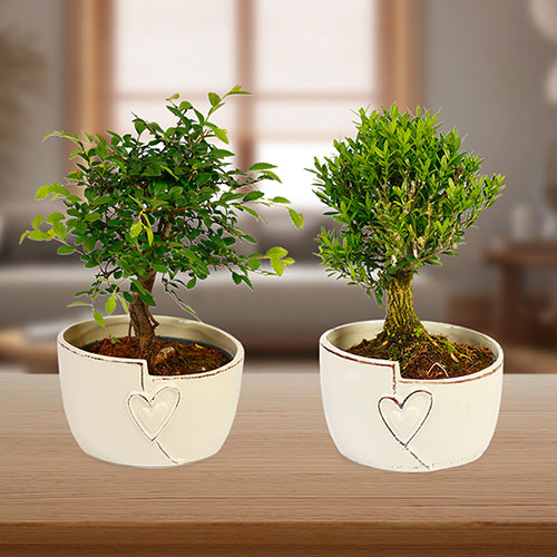 Straight Trunk Bonsai Tree in Ceramic Pot