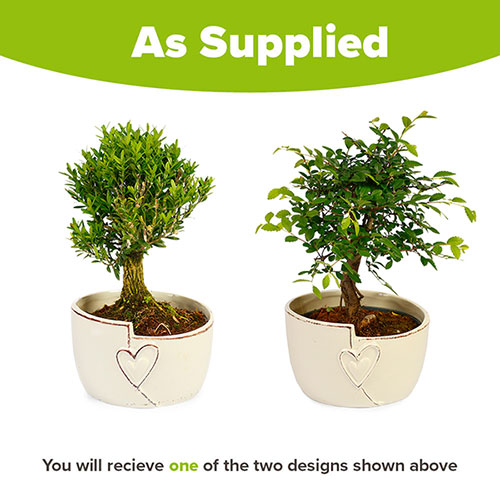 Straight Trunk Bonsai Tree in Ceramic Pot