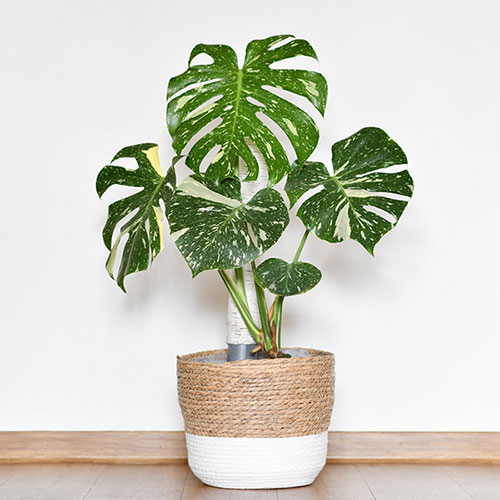 Monstera Thai Constellation Monstera Thai Constellation