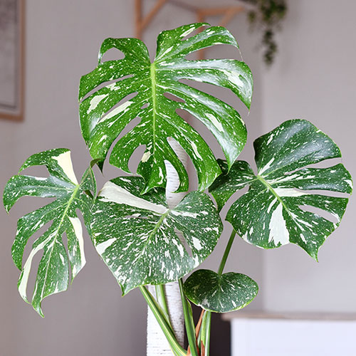 Monstera Thai Constellation Monstera Thai Constellation