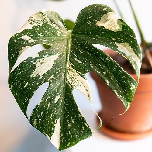 Monstera Thai Constellation Monstera Thai Constellation