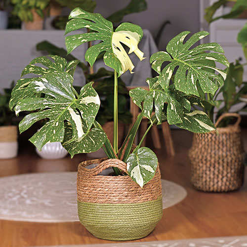Monstera Thai Constellation Monstera Thai Constellation