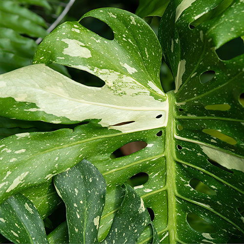 Monstera Thai Constellation Monstera Thai Constellation