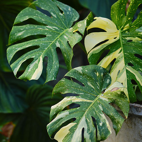 Monstera Thai Constellation Monstera Thai Constellation