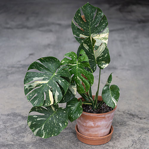Monstera Thai Constellation Monstera Thai Constellation