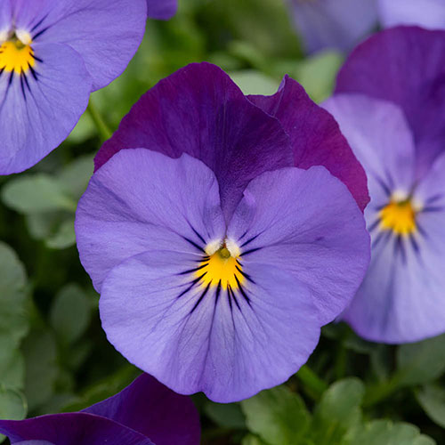 Pansy Cool Wave Violet Blue Pansy Cool Wave Violet Blue